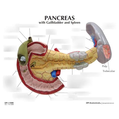 6 Coeliac Trunk Duodenum Pancreas And Spleen Diagram Quizlet