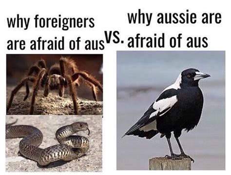 literally just 100 fucking hilarious australian memes australia funny australian memes