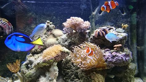 Most Beautiful Saltwater Fish Tanks ( 2015 )