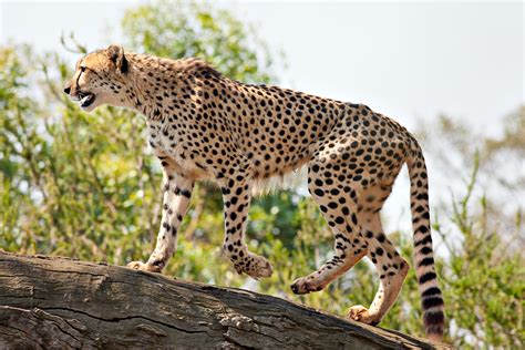 Cheetah The Garden Of Eaden