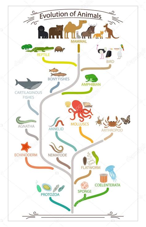 Biological Evolution Animals Scheme — Stock Vector © Ssstocker 92514510