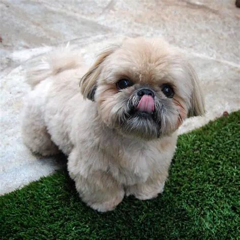 The 25 Cutest Pictures Of Mini Shih Tzus Page 2 The Paws