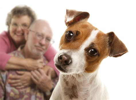 Existen perros más limpios de lo que muchos podrían creer. ¿Las garrapatas del perro se transmiten a los humanos ...