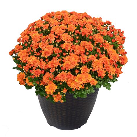 Chrysanthemum Orange Mum Plant 13 Inch Decorative Pot Plants Direct