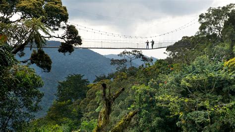 Nyungwe Forest National Park Explore Rwanda Tours