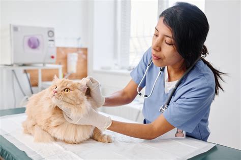 Understanding Cat Ear Mites Causes Symptoms And Treatments