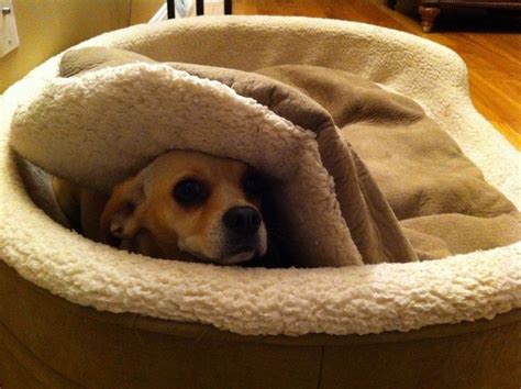 How To Keep A Chilly Dog Warm Written By Ellen Eastwood Is A Dog