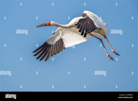 Siberian Crane Grus Leucogeranus In Flight Stock Photo Alamy