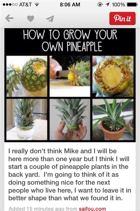 How To Grow Your Own Pineapple Trusper