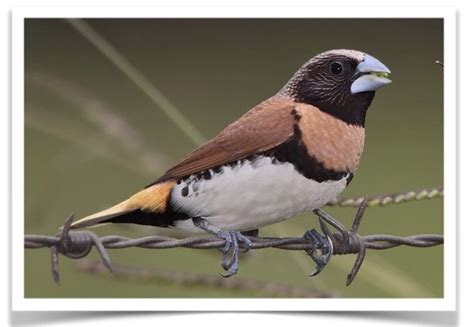 Manikins Finch #115789 for sale in Vancouver , WA | Bird photo, Birds