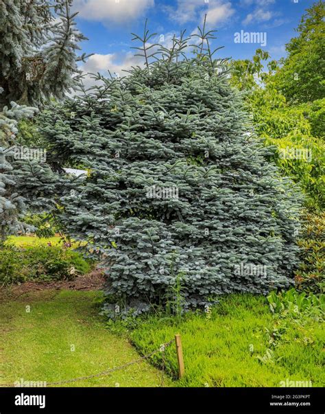 Picea Pungens Koster A Blue Spruce Conifer Tree England Uk Stock