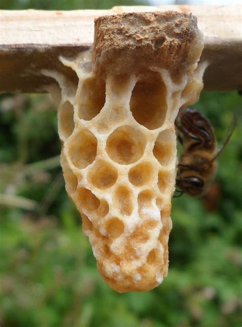 Honey Bee Queen Cell Honeypol