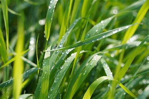 Grass Dewdrop Morning Dew Free Photo On Pixabay Pixabay
