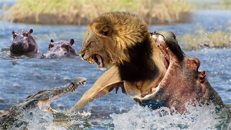Amazing Angry Hippo Bites Head Lion And Crocodile To Escape
