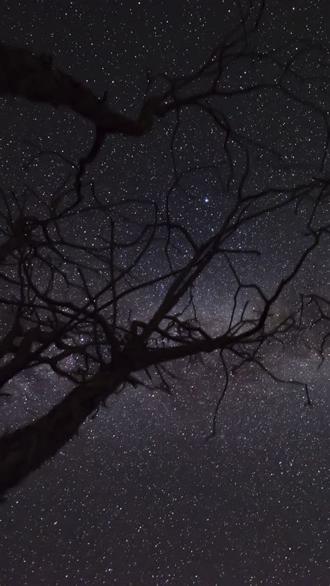 Download Wallpaper 1440x2560 Starry Sky Stars Branches Trees Night