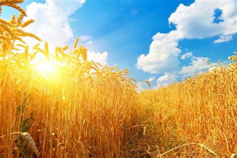 Wheat Field In Summer Countryside In Sunny Day Stock Image Image Of