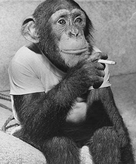 Cool Animals Pictures 25 Smoking Monkeys