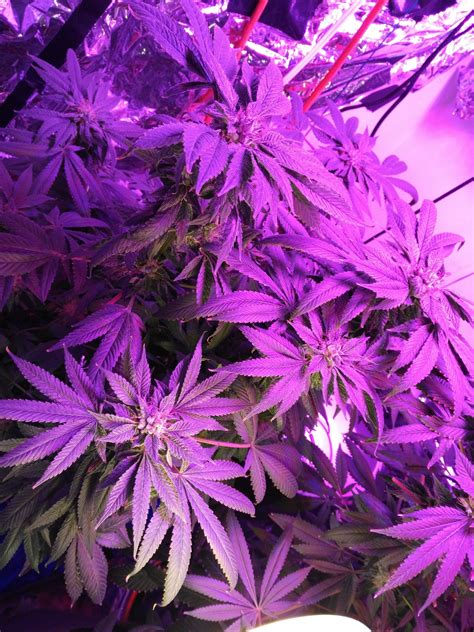 Purple Kush Grow Journal Week14 By Mcblazingninja