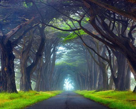 Nature Tunnel Of Trees Way Point Reyes National Seashore California