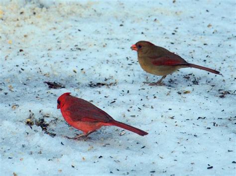P2130520 Pair Of Northern Cardinals South Carolina Feb Flickr
