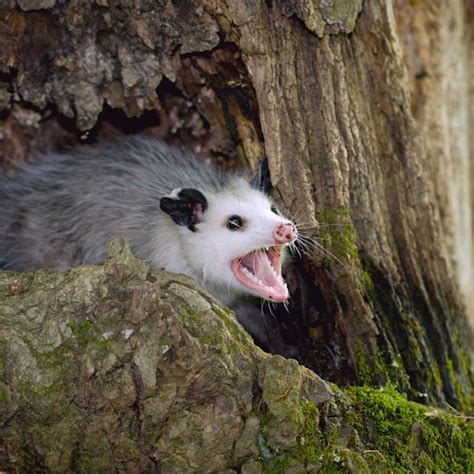 Istock000003154046smallopossum In A Tree Opossum Mammals Opposum