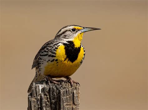 What Is The State Bird Of Nebraska And Why Birdfact