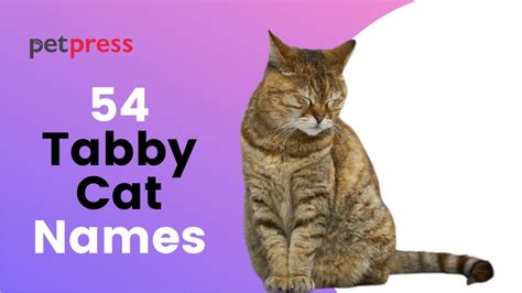 54 Best Tabby Cat Names Popular Names For Your Cute Tabby Kittens