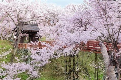 Nagoya Cherry Blossoms à Nagano Excursion Dune Journée Au Parc