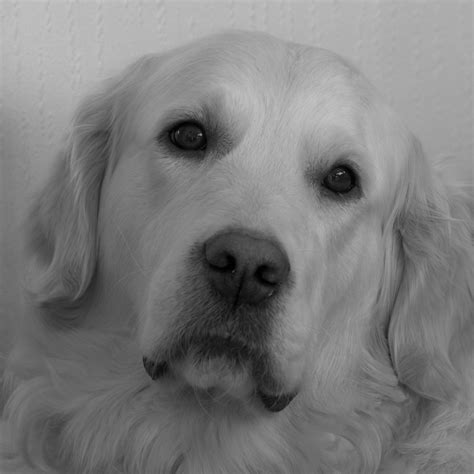 Es201102120089 Portrait Dog Face Blackandwhite