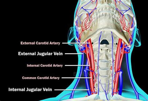 This vein runs in the carotid sheath with the common carotid artery and vagus nerve. Slideshow: Types of Thrombosis | Thrombosis, Medicine logo ...