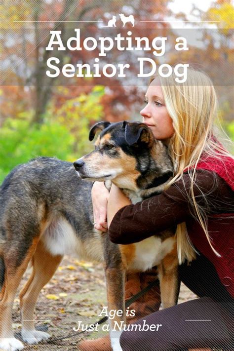 Adopting A Senior Dog Age Is Just A Number Dog Ages Senior Dog