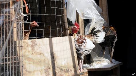 New York Police Seize 3000 Birds In Cockfighting Raids Bbc News
