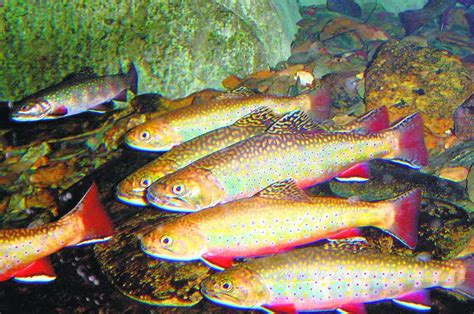 Brook Trout Environment