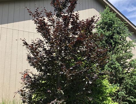 Tri Color Beech Fagus Sylvatica Kaspar Nursery