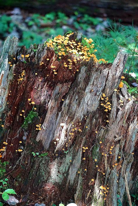 When eaten, yellow dotted fungus restores 8 hunger. Yellow fungus on tree trunk | Yellow fungus, Tree, Fungi