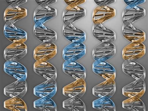 Five New Artificial Yeast Chromosomes Set Sta Eurekalert