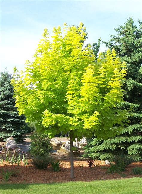 Check spelling or type a new query. Princeton Gold Maple Tree | Farm Nursery Sale | Arbor Hill