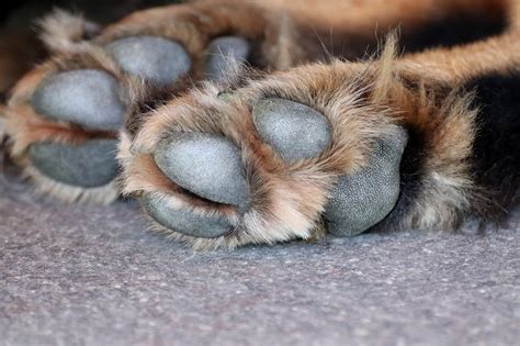 What Is Dog Paw Pad Hyperkeratosis And How To Treat It Adogsbest