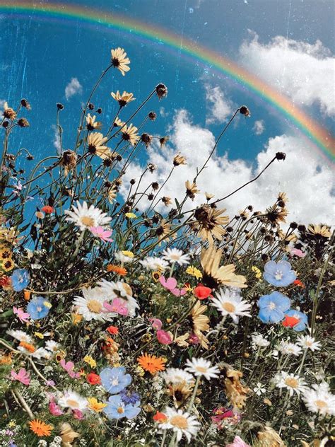 Download and use 30,000+ aesthetic wallpaper stock photos for free. Wild in 2020 | Flower aesthetic, Sunflower wallpaper ...