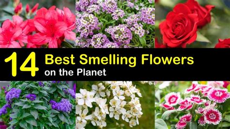14 Of The Best Smelling Flowers On The Planet