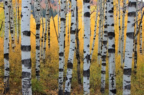 Aspen Tree Wallpapers Hd Pixelstalknet