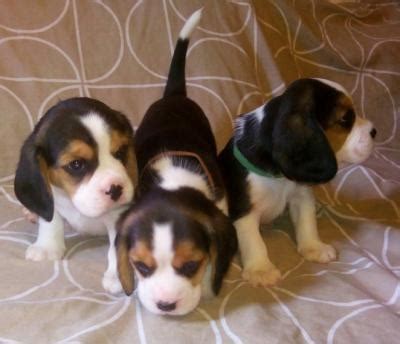 The beagle puppies come in a variety of colors including yellow, red, white, and tricolor. Beagle-Harrier, TOP QUALITY BEAGLE PUPPIES AVAILABLE FOR ...