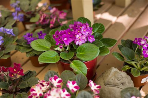 African Violet Flowering House Plants For Sale Patuxent Nursery