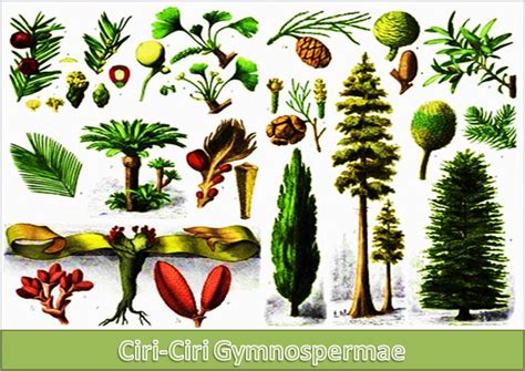 Gymnospermae Pengertian Ciri Reproduksi Klasifikasi Contoh