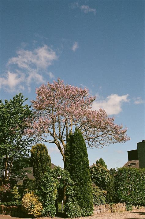 We did not find results for: Flowering Tree Free Stock Photo - Public Domain Pictures