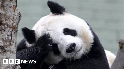 Edinburgh Zoos Giant Pandas To Return To China In December Bbc News