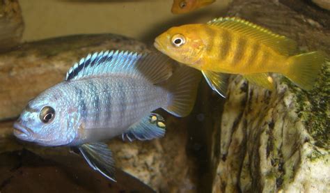 The pseudotropheus demasoni are magnificent and impressive ornamental fish from lake malawi. Tieranzeigen Pseudotropheus Kleinanzeigen
