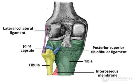 Tibiofibular Joints Proximal Distal Interosseous Membrane