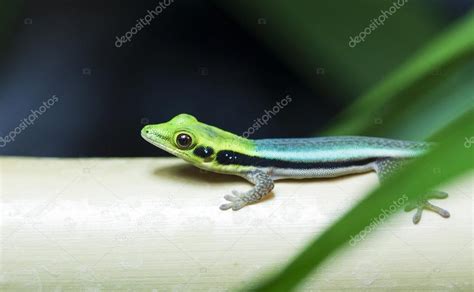 Yellow Headed Day Gecko Phelsuma Klemmeri On Bamboo Stock Photo By