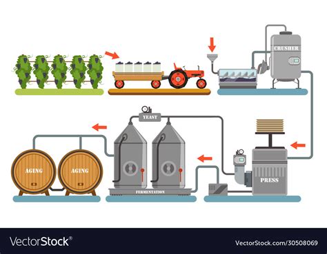 Wine Production Process Alcoholic Beverages Vector Image